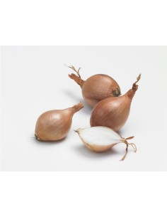 Plants de bulbes potagers - variété échalote MIKOR