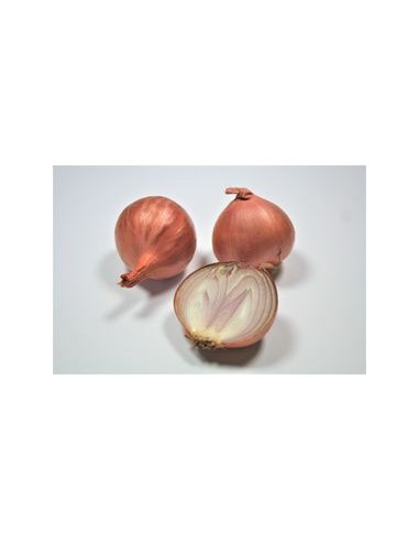 Plants de bulbes potagers - variété échalote...
