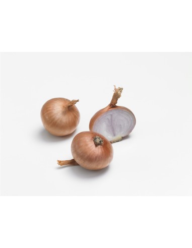 Plants de bulbes potagers - variété échalote...