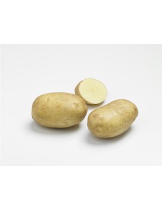 Plants de pommes de terre BIO - variété ADORA