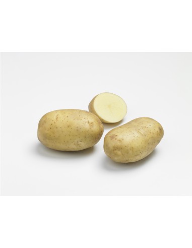 Plants de pommes de terre BIO - variété ADORA