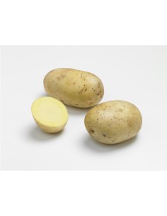 Plants de pommes de terre BIO - variété AGATA