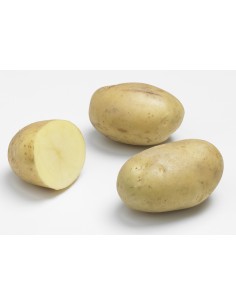 Plants de pommes de terre BIO - variété ALIX
