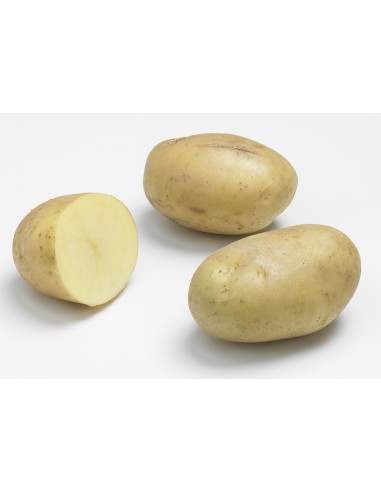 Plants de pommes de terre BIO - variété ALIX