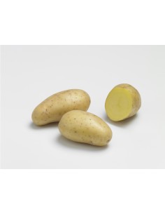 Plants de pommes de terre BIO - variété ALLIANS