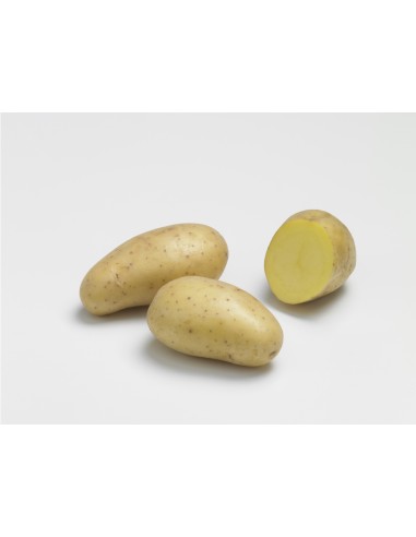 Plants de pommes de terre BIO - variété ALLIANS