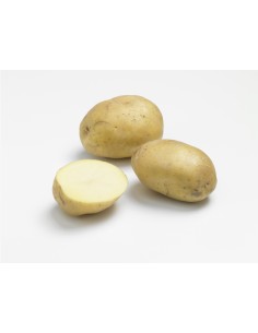 Plants de pommes de terre BIO - variété ANAIS