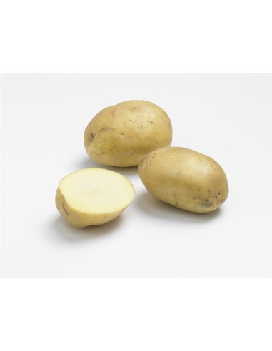 Plants de pommes de terre BIO - variété ANAIS