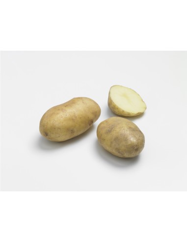 Semences de pommes de terre - variété CLAUSTAR