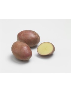 Plants de pommes de terre BIO - variété DESIREE