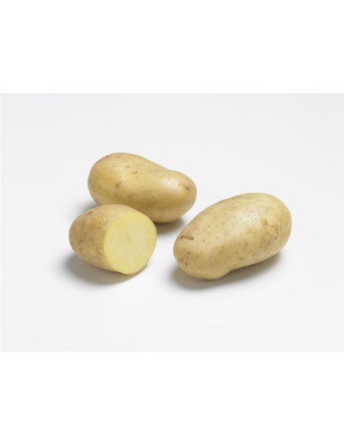 Plants de pommes de terre BIO - variété DITTA