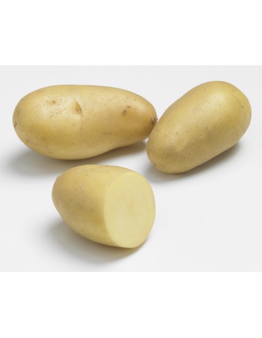 Plants de pommes de terre - variété ERIONNE