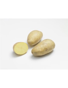 Plants de pommes de terre BIO - variété MONALISA
