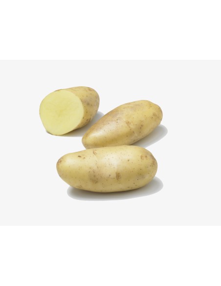 Les Intraitables - Plants de pommes de terre BIO - variété OTOLIA