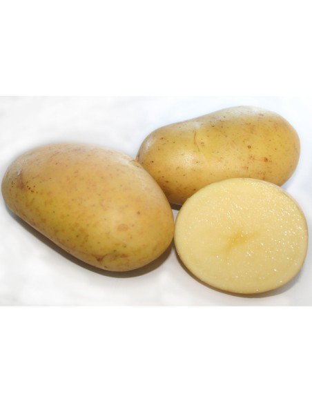 Les Intraitables - Plants de pommes de terre BIO - variété PASSION