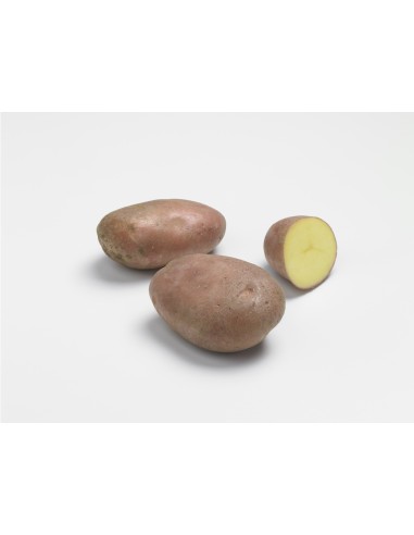 Plants de pommes de terre BIO - variété ROSABELLE