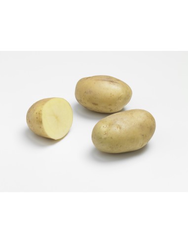 Plants de pommes de terre BIO - variété TAISIYA
