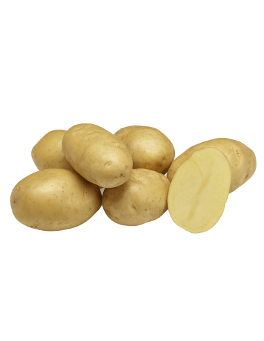Plants de pommes de terre BIO - variété TWINNER