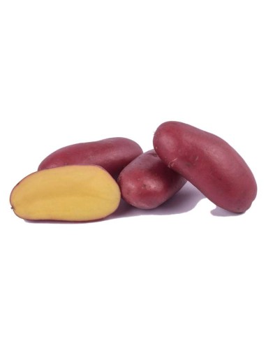 Plants de pommes de terre BIO - variété VALERY