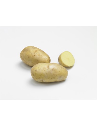 Plants de pommes de terre - variété EUROPA