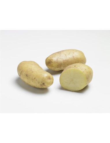 Plants de pommes de terre - variété JOSE