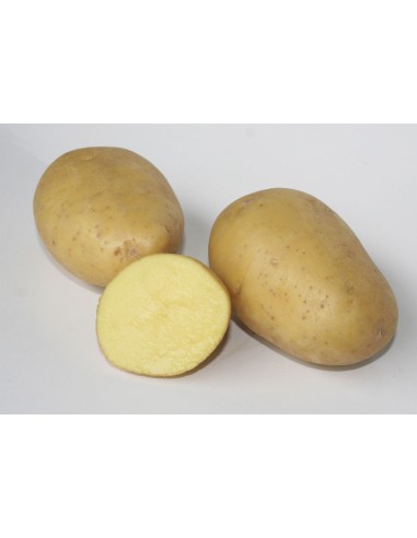 Les Intraitables - Plants de pommes de terre -...