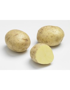 Plants de pommes de terre - variété MARABEL