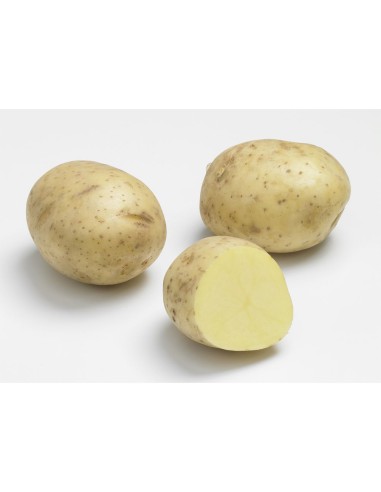 Plants de pommes de terre - variété MARABEL