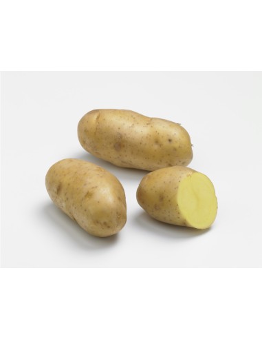 Plants de pommes de terre - variété POMPADOUR