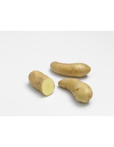 Plants de pommes de terre - variété RATTE
