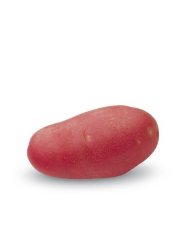 Plants de pommes de terre - variété RODÉO