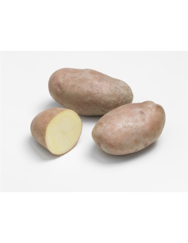 Plants de pommes de terre - variété SARPO MIRA