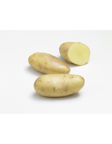 Plants de pommes de terre - variété SPUNTA