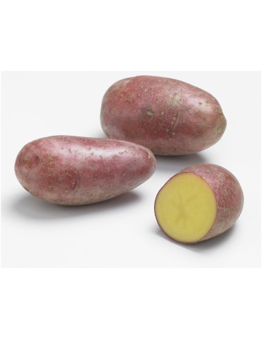 +  Sélection de nos experts Plants de pommes de...