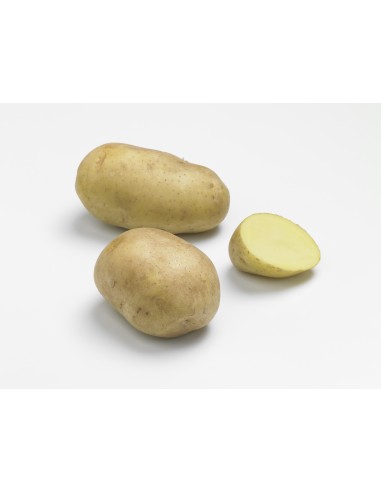 Plants de pommes de terre - variété UNIVERSA