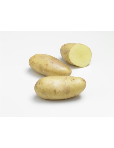 Semences de pommes de terre - variété SPUNTA