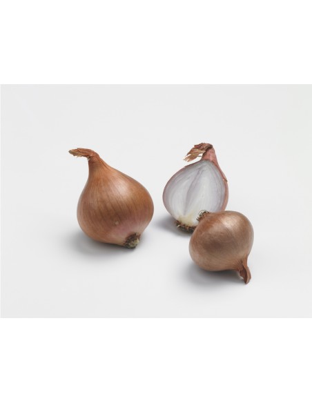 +  la sélection de nos experts Semences de bulbes potagers - variété échalote BIZTRO