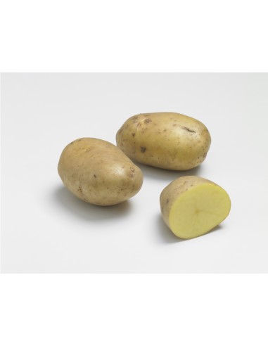 Semences de pommes de terre BIO - variété AGRIA