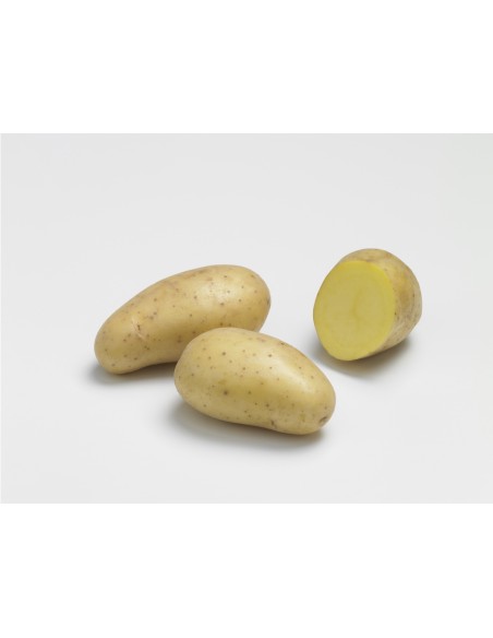 Semences de pommes de terre BIO - variété ALLIANS