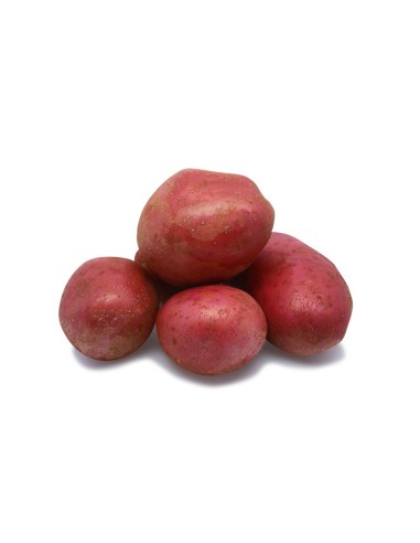 Semences de pommes de terre BIO - variété ALOUETTE