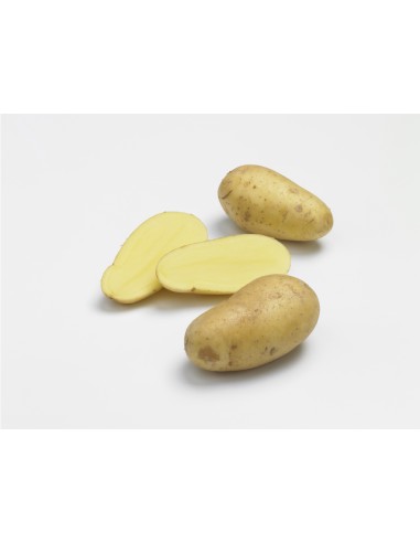 Semences de pommes de terre BIO - variété CHARLOTTE